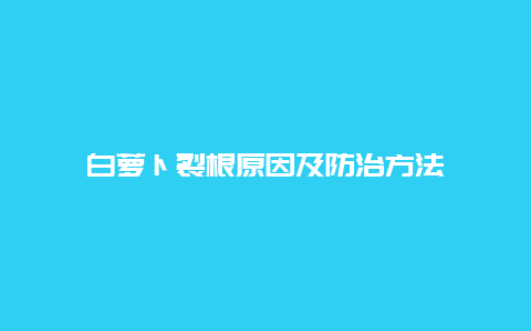 白萝卜裂根原因及防治方法