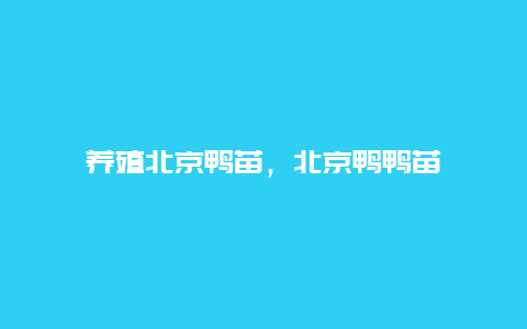 养殖北京鸭苗，北京鸭鸭苗