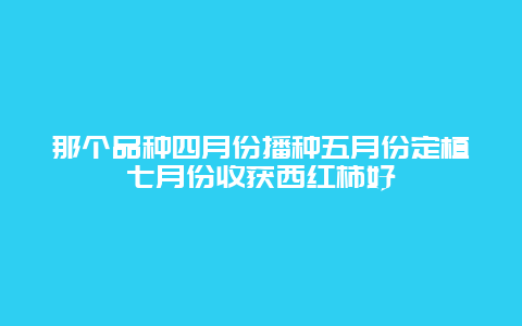 那个品种四月份播种五月份定植七月份收获西红柿好