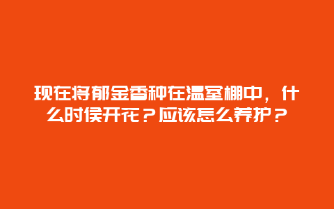 现在将郁金香种在温室棚中，什么时侯开花？应该怎么养护？