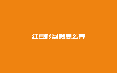 红豆杉盆栽怎么养