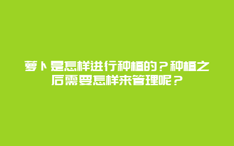 萝卜是怎样进行种植的？种植之后需要怎样来管理呢？