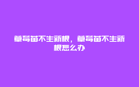 草莓苗不生新根，草莓苗不生新根怎么办