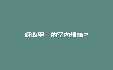 吸收甲醛的室内绿植？