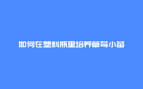 如何在塑料瓶里培养草莓小苗