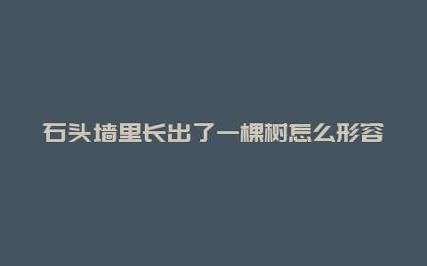 石头墙里长出了一棵树怎么形容