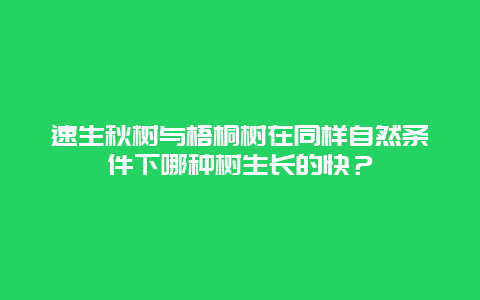 速生秋树与梧桐树在同样自然条件下哪种树生长的快？