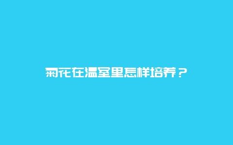 菊花在温室里怎样培养？