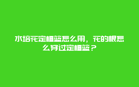 水培花定植篮怎么用，花的根怎么穿过定植篮？