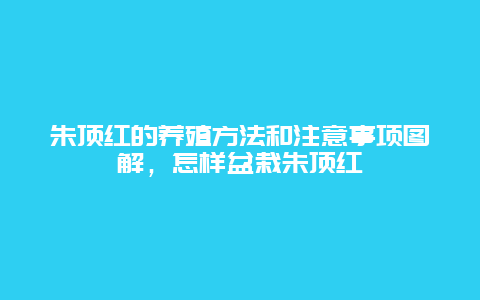 朱顶红的养殖方法和注意事项图解，怎样盆栽朱顶红