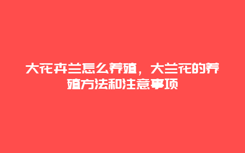 大花卉兰怎么养殖，大兰花的养殖方法和注意事项