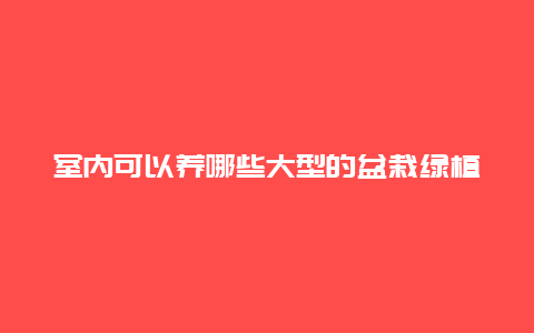 室内可以养哪些大型的盆栽绿植