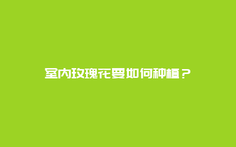 室内玫瑰花要如何种植？