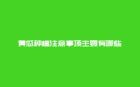 黄瓜种植注意事项主要有哪些