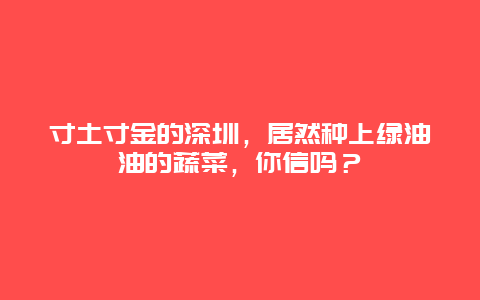 寸土寸金的深圳，居然种上绿油油的蔬菜，你信吗？