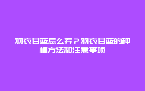 羽衣甘蓝怎么养？羽衣甘蓝的种植方法和注意事项