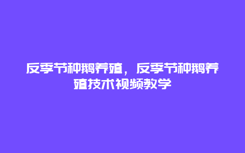 反季节种鹅养殖，反季节种鹅养殖技术视频教学_http://www.zhongzhihu.com_农业百科_第1张