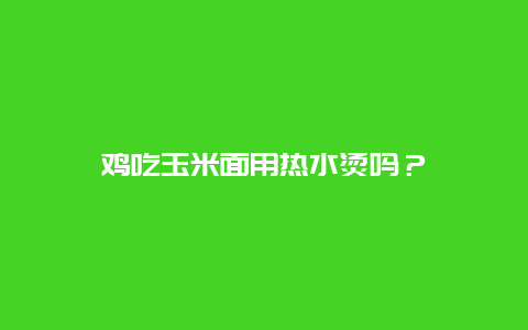 鸡吃玉米面用热水烫吗？