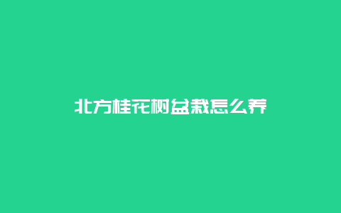 北方桂花树盆栽怎么养