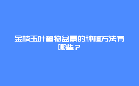 金枝玉叶植物盆景的种植方法有哪些？