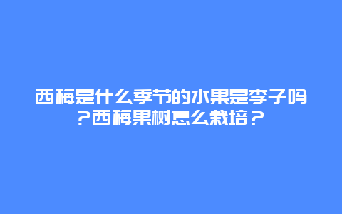 西梅是什么季节的水果是李子吗?西梅果树怎么栽培？