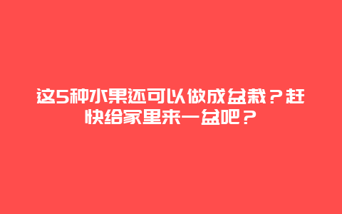 这5种水果还可以做成盆栽？赶快给家里来一盆吧？