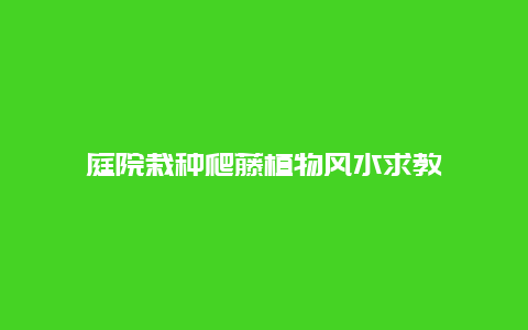 庭院栽种爬藤植物风水求教