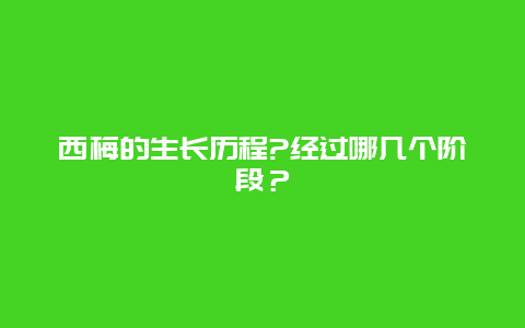 西梅的生长历程?经过哪几个阶段？