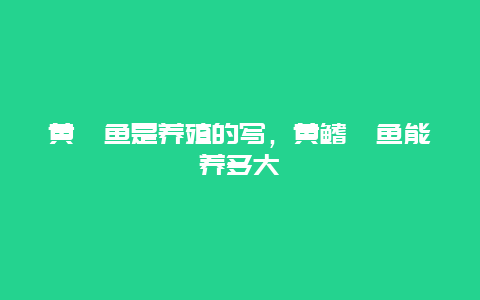 黄鲳鱼是养殖的写，黄鳍鲳鱼能养多大