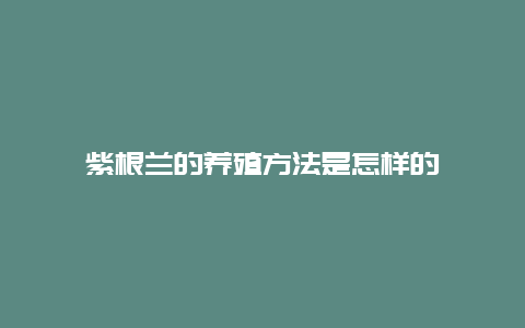 紫根兰的养殖方法是怎样的