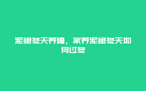 泥鳅冬天养殖，家养泥鳅冬天如何过冬