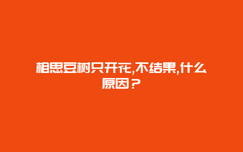 相思豆树只开花,不结果,什么原因？