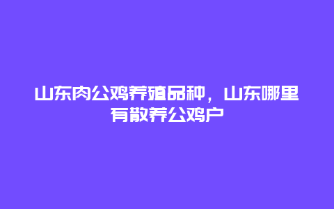 山东肉公鸡养殖品种，山东哪里有散养公鸡户