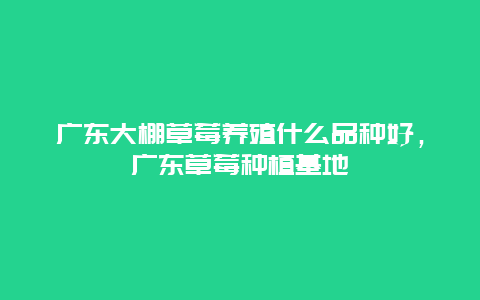 广东大棚草莓养殖什么品种好，广东草莓种植基地