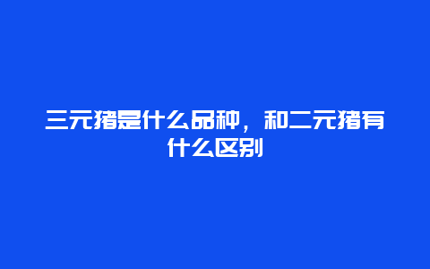 三元猪是什么品种，和二元猪有什么区别