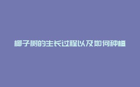 椰子树的生长过程以及如何种植