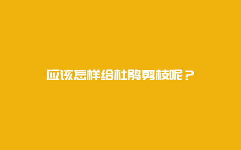 应该怎样给杜鹃剪枝呢？