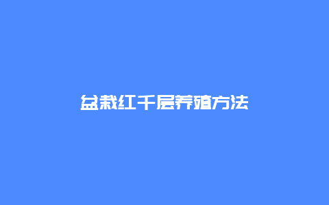 盆栽红千层养殖方法