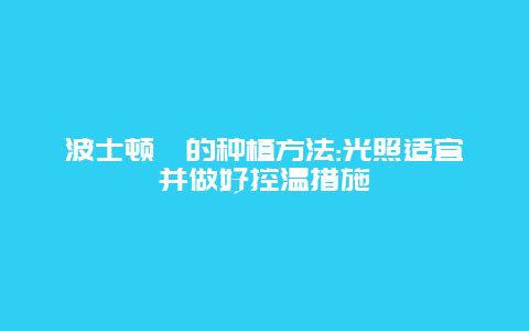 波士顿蕨的种植方法:光照适宜并做好控温措施