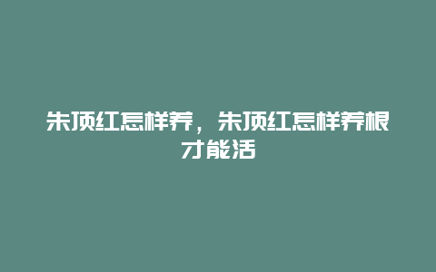 朱顶红怎样养，朱顶红怎样养根才能活