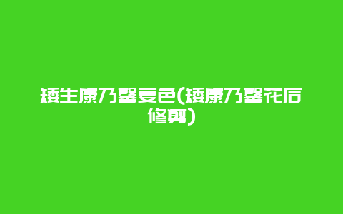 矮生康乃馨复色(矮康乃馨花后修剪)