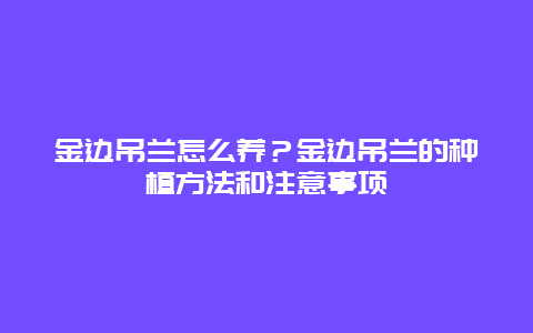 金边吊兰怎么养？金边吊兰的种植方法和注意事项