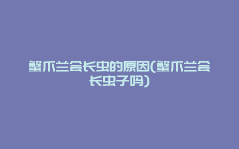 蟹爪兰会长虫的原因(蟹爪兰会长虫子吗)