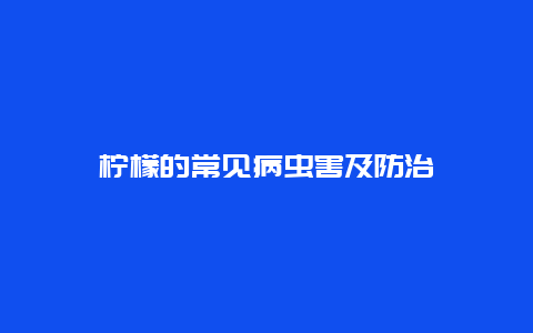 柠檬的常见病虫害及防治