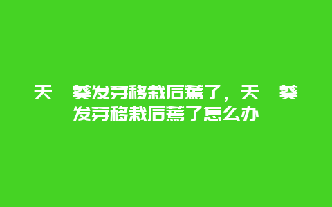 天竺葵发芽移栽后蔫了，天竺葵发芽移栽后蔫了怎么办