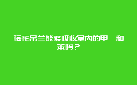 梅花吊兰能够吸收室内的甲醛和苯吗？