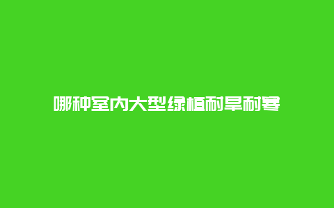 哪种室内大型绿植耐旱耐寒