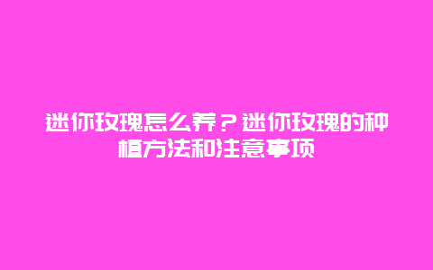 迷你玫瑰怎么养？迷你玫瑰的种植方法和注意事项