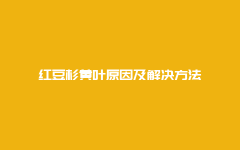 红豆杉黄叶原因及解决方法