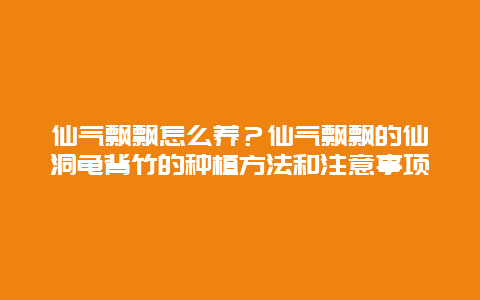 仙气飘飘怎么养？仙气飘飘的仙洞龟背竹的种植方法和注意事项